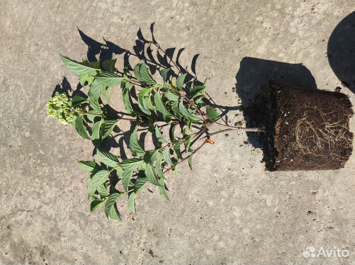 Гортензия метельчатая Ванила Фрайз