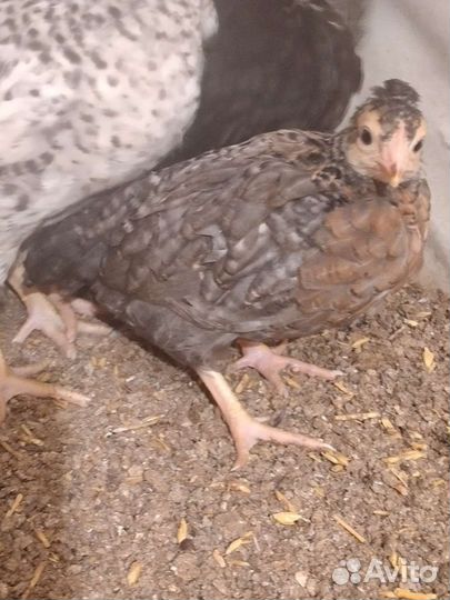 Цыплята кур несушек