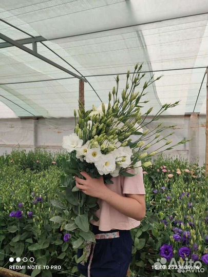 Цветы Эустома оптом и в розницу