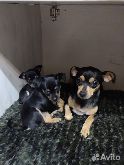 Той-терьер щенки