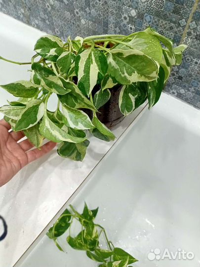 Эпипремнумы- сциндапсусы часть 1