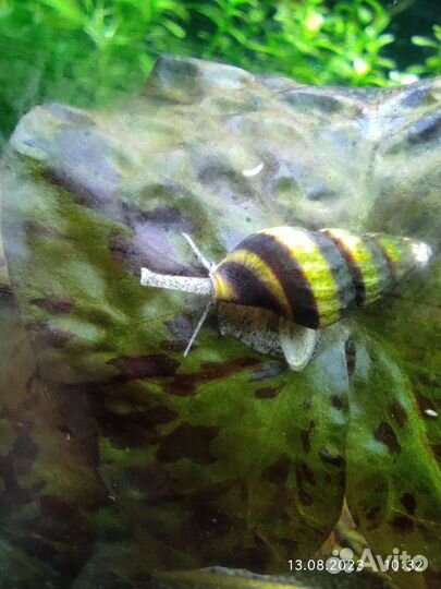 Аквариумные креветки