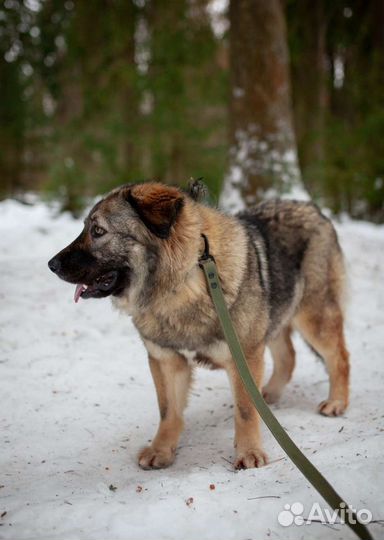 Беспородная собака для частного дома в дар