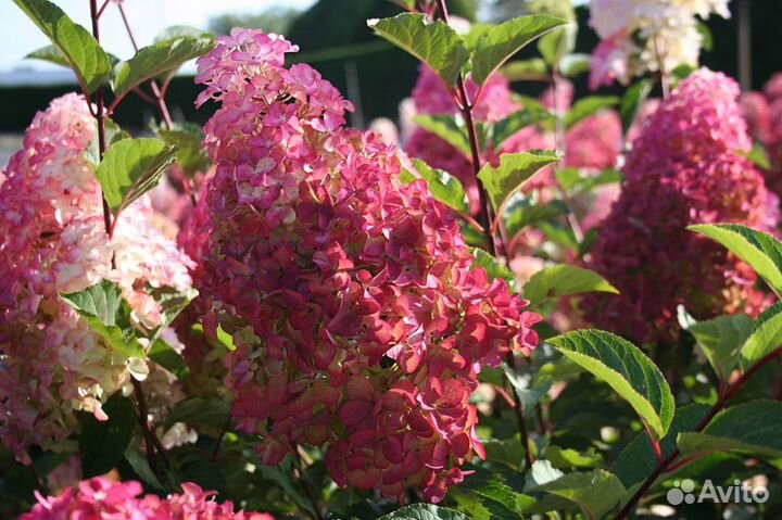 Гортензия сортовые саженцы (зкс)