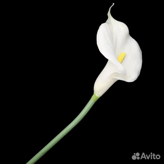Каллы искусственные