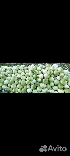 Капуста Тебердинская