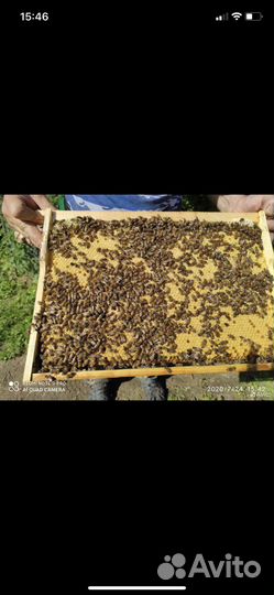 Пчелопакеты бакфаст