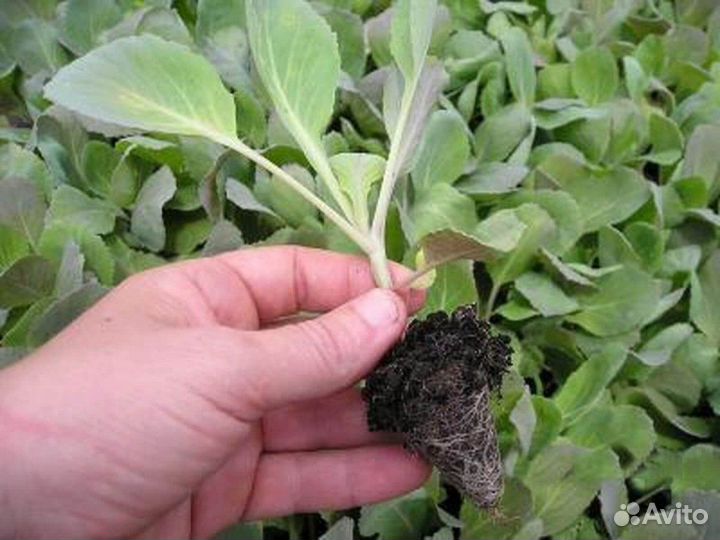 Рассада капусты, слава, московская, ранняя.итд