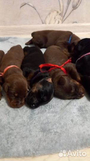 Щенки добермана
