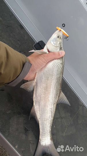 Охота и рыбалка