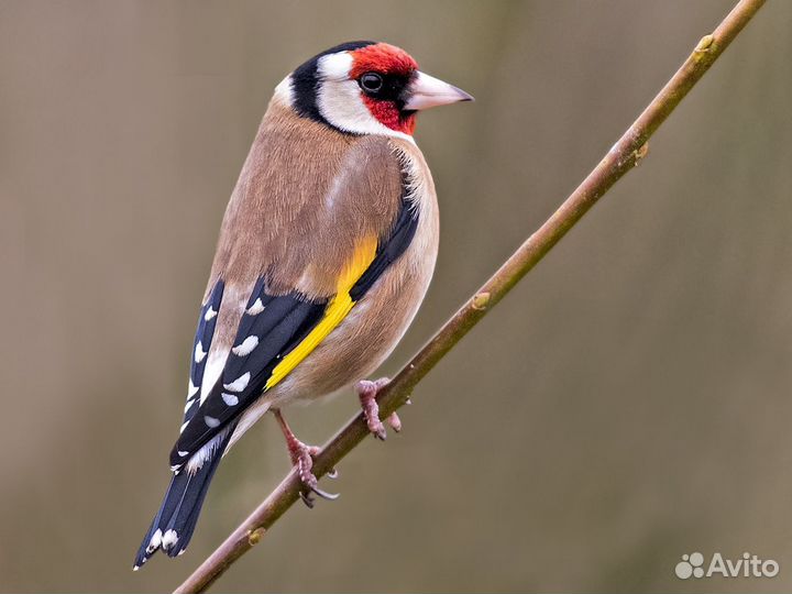 Щегол,зеленушка