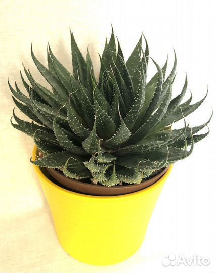 Aloe aristata, Седум Буритто
