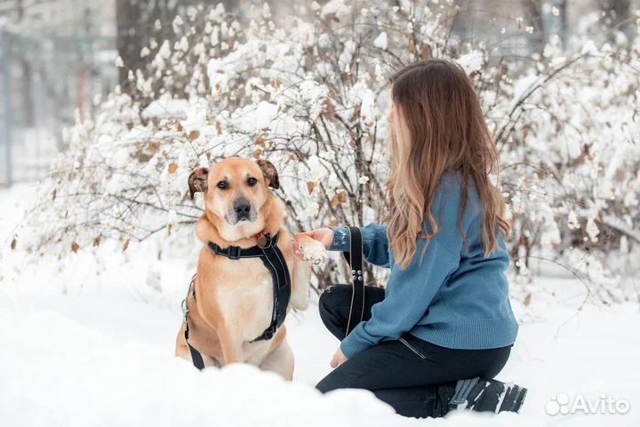 Большой и добрый Ричи в добрые руки