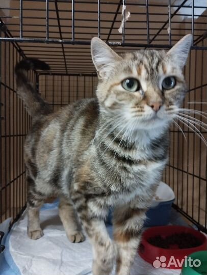 Европейская