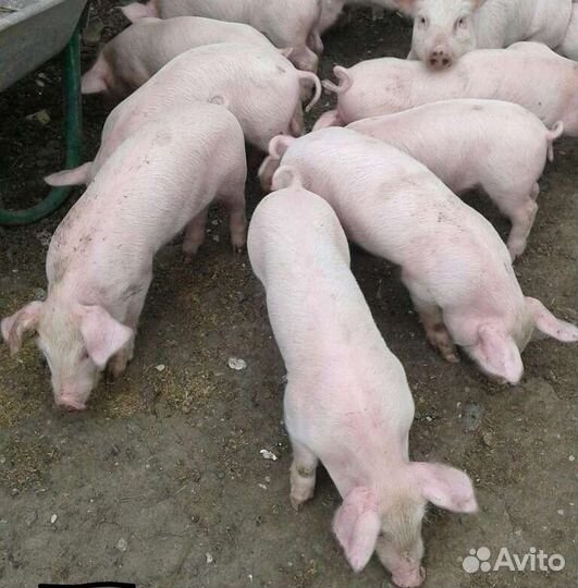 Продаём поросят ландрас