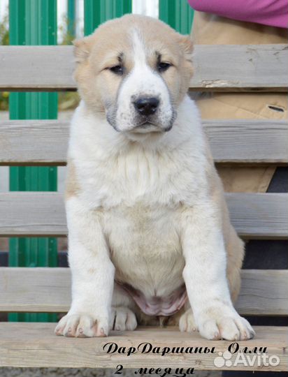 Девочки сао