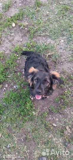 Собака в добрые руки