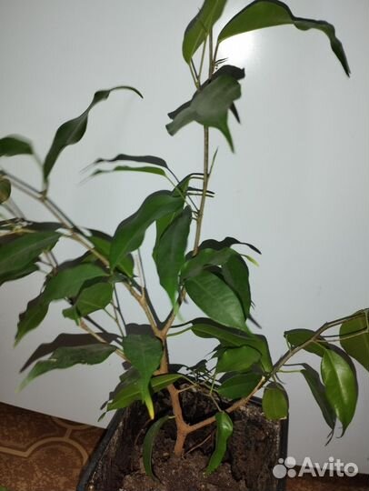 Традесканция