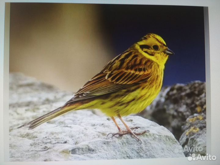 Певчие птицы