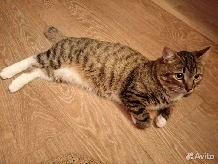 Котик в дар