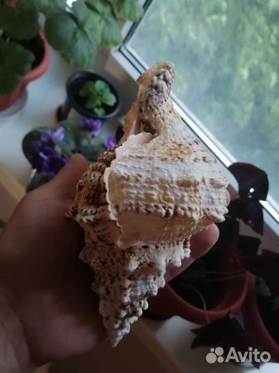 Морская Большая Ракушка Бурса Бубо