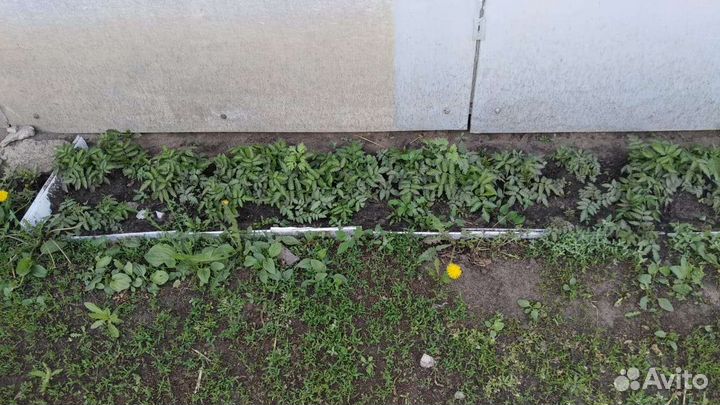 Тибетская малина саженцы