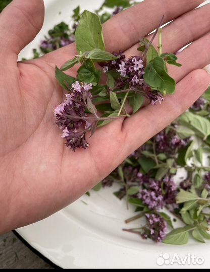 Сушеные травы душица, зверобой