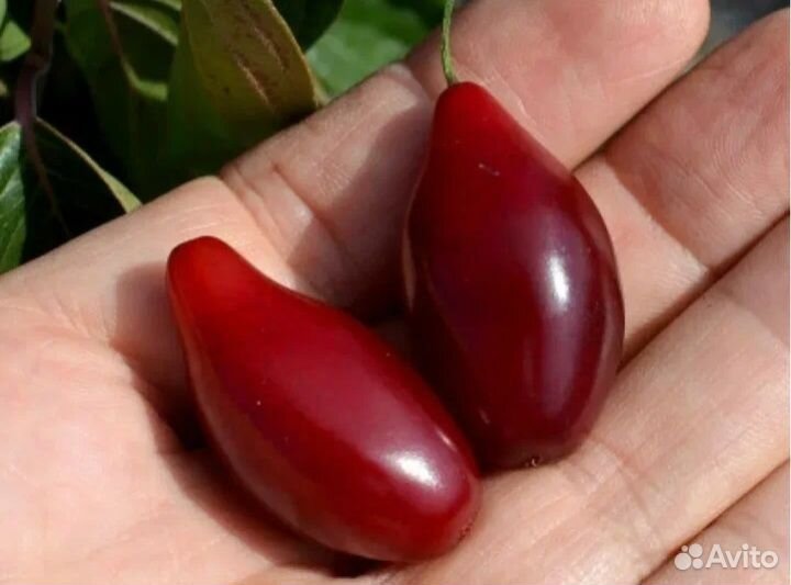 Кизил и Лимонник