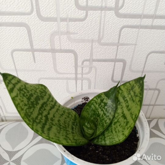 Сансевиерия