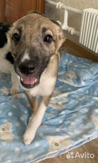 Щенок в добрые руки