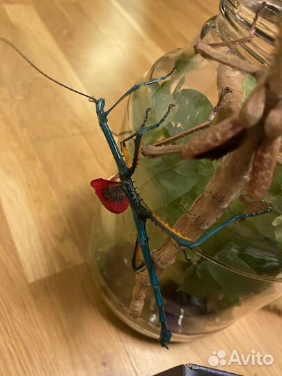 Мадагаскарские палочники детеныши