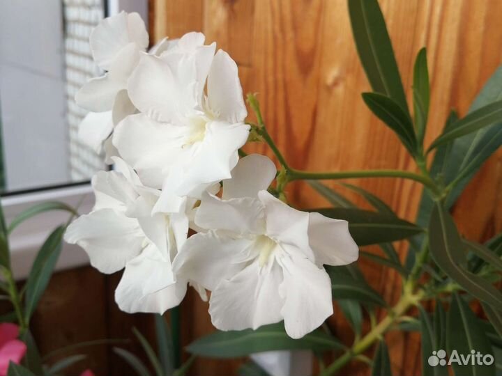 Олеандр желтый и белый