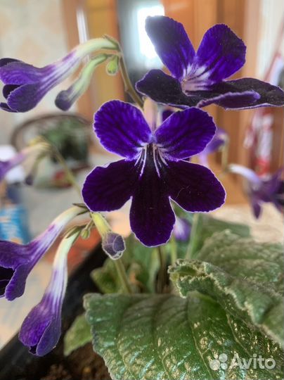 Цветы стрептокарпус