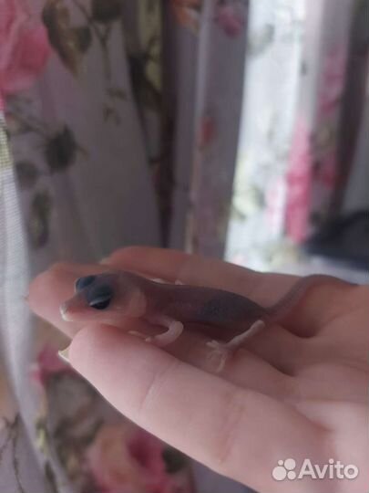 Геккон эублефар