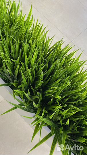 Искусственная осока в кашпо (трава в ящиках)