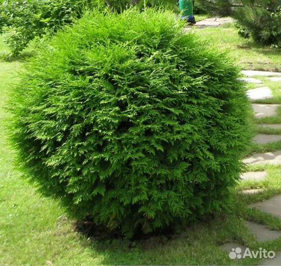 Туя шаровидная смарагд