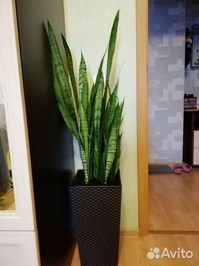 Большой цветочный горшок. Кошпо