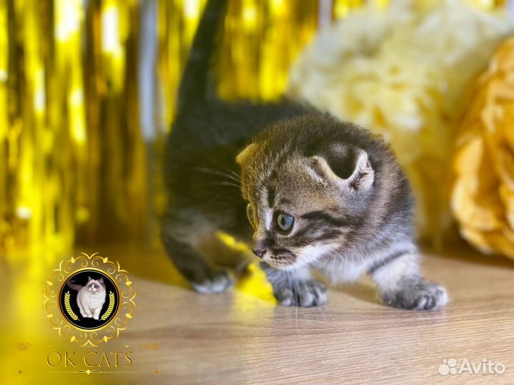 Миниатюрная малышка манчкин стандарт