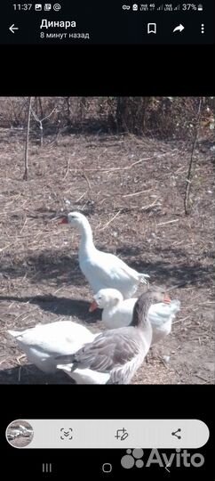 Куры несушки продам