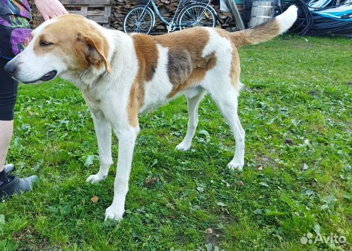 Отдам в хорошие руки гончего охотничьего пса