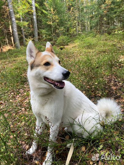 Собака метис лайки