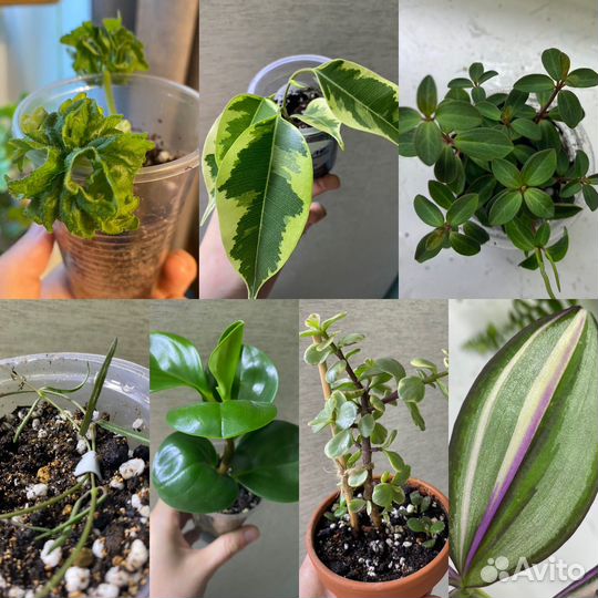 Комнатные растения