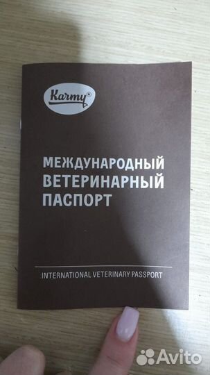 Щенки бигль