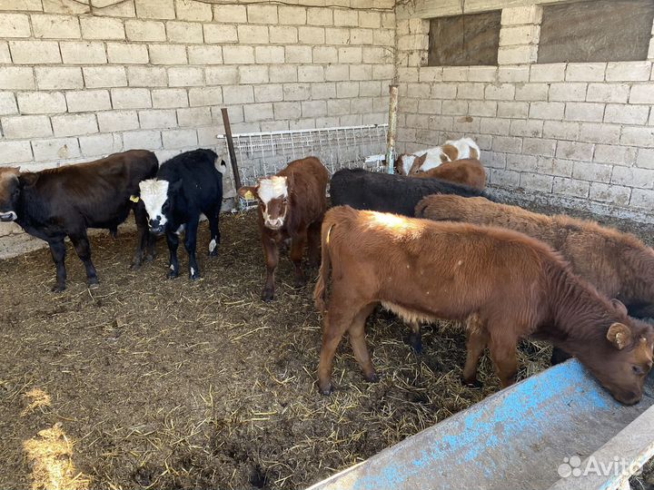 Бычки телята