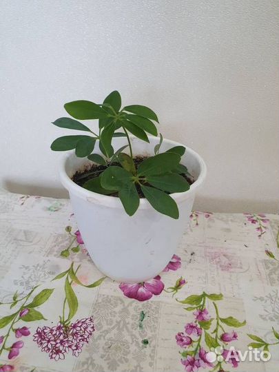 Комнатные цветы шефлера