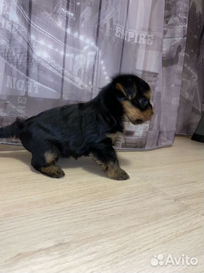 Йоркширский терьер щенки мальчики