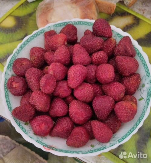 Клубника свежая из Киргизии. Сбор на 3 октября