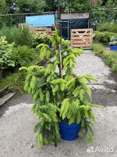 Ель акрокона