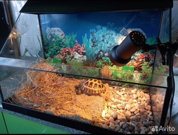 Сухопутная черепаха с террариумом