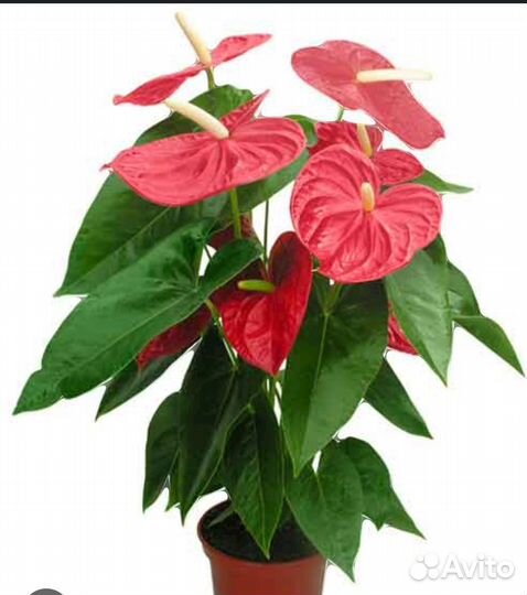 Комнатные цветы бесплатно